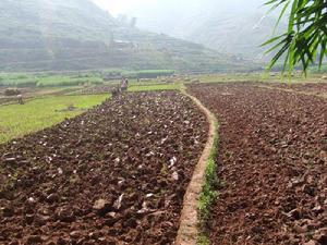 郭半山自然村-水田
