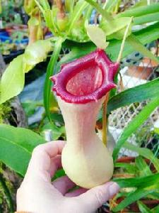 葫蘆x海盜豬籠草 葫蘆x海盜豬籠草