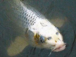 人面錦鯉 人面錦鯉