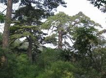 西峰寺森林公園 西峰寺森林公園