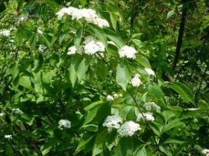 厚葉中華石楠 厚葉中華石楠