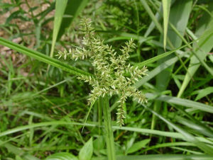 高稈莎草 高稈莎草