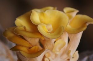 同擔子菌亞綱 同擔子菌亞綱