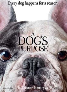 一隻狗的使命 一隻狗的使命