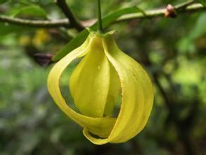 假鷹爪根 假鷹爪根