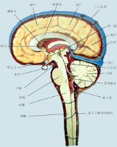 椎管內腫瘤 椎管內腫瘤
