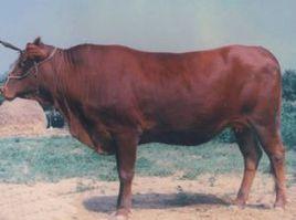 郟縣紅牛 郟縣紅牛