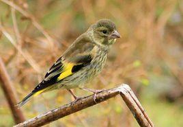 金翅雀韓日亞種 金翅雀韓日亞種