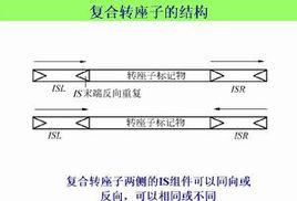 轉座子標籤技術