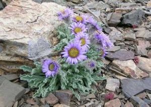 厚棉紫菀 厚棉紫菀