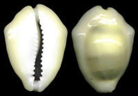 拍拖黃寶螺 拍拖黃寶螺