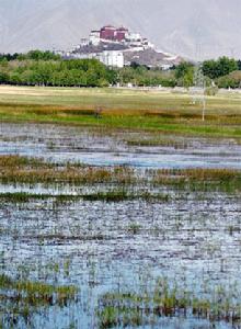 （圖）青藏高原濕地美