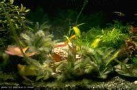 管殼藻目