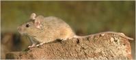 琉球小家鼠