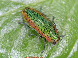 楊十斑吉丁蟲 楊十斑吉丁蟲