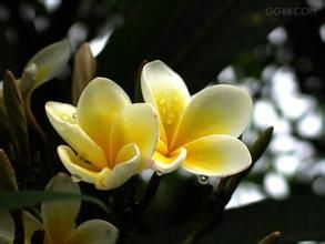 雞蛋花族 雞蛋花族