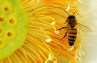 蜜蜂文化 蜜蜂文化