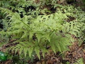 大果棱果芥 大果棱果芥