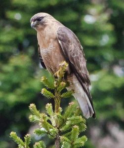 普通鵟喜馬拉雅亞種 普通鵟喜馬拉雅亞種