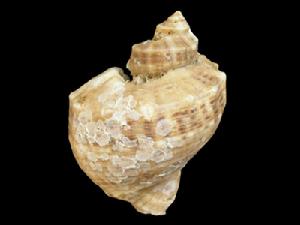 紅皺骨螺 紅皺骨螺