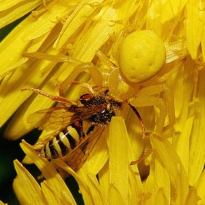 秋麒麟蟹蛛雖然經常以黃色示人，但有時也會“換換口味”。