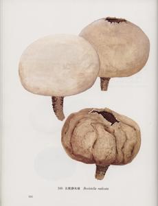 長根靜灰球 長根靜灰球