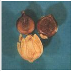 綿毛酸模葉蓼種子