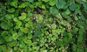 近等葉虎耳草 近等葉虎耳草