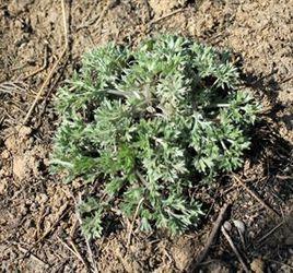 茵陳萊菔飲 茵陳萊菔飲