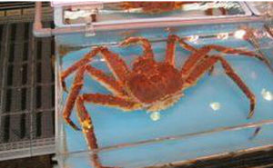 公牛長腿蟹 公牛長腿蟹