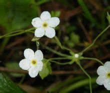 陝西點地梅 陝西點地梅