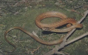 棕網腹鏈蛇