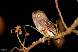蘭嶼角鴞 蘭嶼角鴞
