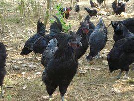 萊蕪黑雞 萊蕪黑雞