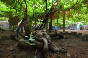 葡萄樹王 葡萄樹王