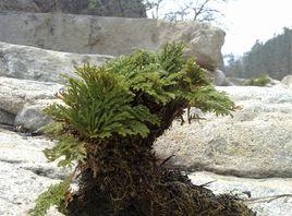 九死還陽蟲 九死還陽蟲