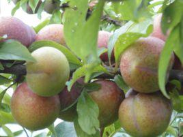 碧綠紅心李 碧綠紅心李