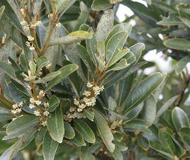 白野槁樹 白野槁樹