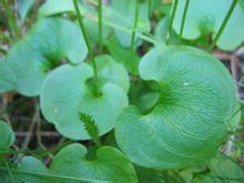 大葉梅花草 大葉梅花草