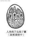 肉孢子蟲 肉孢子蟲