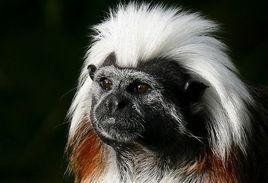 絨頂檉柳猴 絨頂檉柳猴