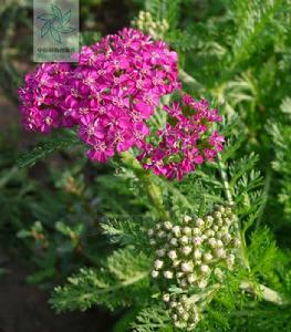 紅辣椒千葉蓍 紅辣椒千葉蓍