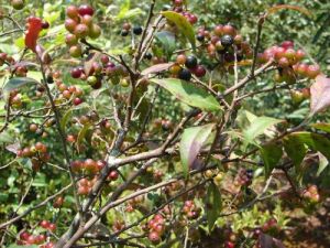 毛萼越桔 毛萼越桔