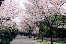 櫻花節[中國櫻花節]