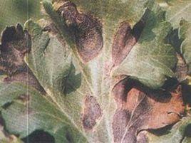菊花斑枯病 菊花斑枯病