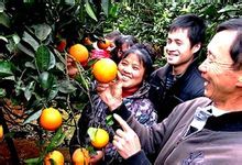 新寧縣崀山鎮“崀豐”臍橙技術推廣