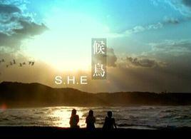 候鳥[S.H.E演唱的歌曲]