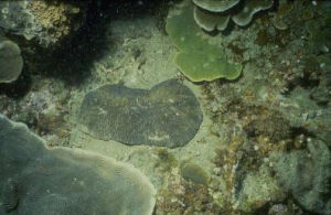 強壯屣珊瑚 強壯屣珊瑚