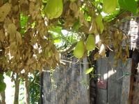 汽一波村農村經濟－洋絲瓜