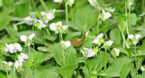 七星蓮(原變種) 七星蓮(原變種)